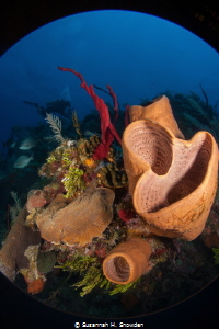 North Wall Reef Scene, Grand Cayman by Susannah H. Snowden 